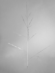 Amid the Flowers 69, 2021 (s/hvitt-bilde) av Teis Albers