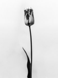 Amid the Flowers 70, 2021 (s/hvitt-bilde)