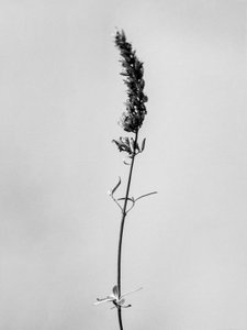 Amid the Flowers 74, 2021 (s/hvitt-bilde) av Teis Albers