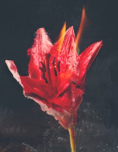 Combust, 2019 (blandet media på lerret) av Teis Albers