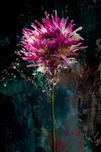Sugarplum, 2018 (bilde)