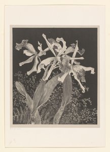 orkideer Orkideer Flower Studies (original serietittel) av Theo van Hoytema