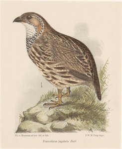Rapphøne (francolinus jugularis) av Theo van Hoytema