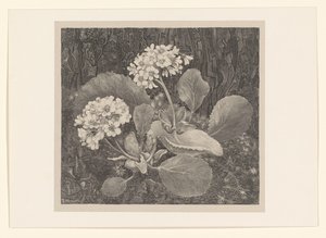 Primrose i mosen Flower Studies (original serietittel) av Theo van Hoytema