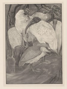 Fem ibiser og en natthegre Animal Studies (original serietittel) av Theo van Hoytema