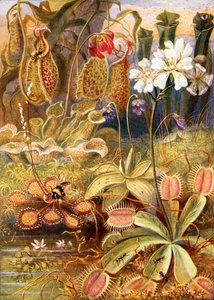 En gruppe kjøttetende planter, illustrasjon fra "Wonders of Land and Sea" av Graeme Williams