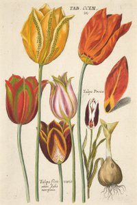 Tulipaner. Fra den nye Florilegium, det vil si av Variorum og Most of the Rays of Flowers and Plants, pub. 1612 (håndfarget gravering)
