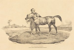 En arabisk hest av Theodore Gericault