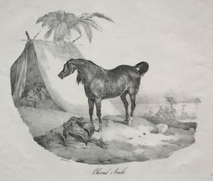 Arabisk hest. av Theodore Gericault