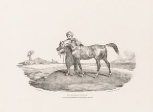 Ulike motiver tegnet etter naturen og på stein:  En arabisk hest av Theodore Gericault
