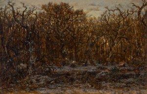 Skog ved solnedgang om vinteren