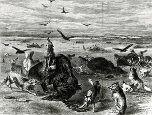 Slaughter of Buffaloes on the Plains, fra Harpers Weekly 1872