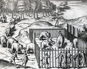 Elefantjakt i kongeriket Pegu, nå Myanmar, av Theodor de Bry (1528-1598), gravering av Theodore de Bry