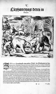 Elefanter som kjemper, 1606 av Theodore de Bry