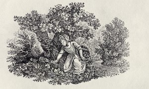 En jente som samler blomster fra "History of British Birds and Quadrupeds" av Thomas Bewick