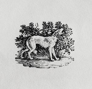 A Hound fra 'History of Quadrupeds', 1800-tallet av Thomas Bewick