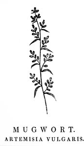 En treblokkgravering som viser en kvist av bynke, en art av aromatiske planter i slekten Artemisia. Tresnitt av Thomas Bewick (1753-1828), en engelsk gravør og naturhistorisk forfatter av Thomas Bewick
