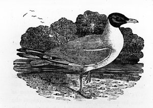 Black-Headed Gull, illustrasjon fra 