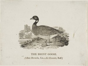 Brent Goose av Thomas Bewick