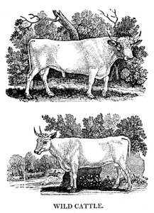 British Wild or Park Cattle, 1790 av Thomas Bewick