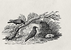 Crows (Corvus corone corone) fra 