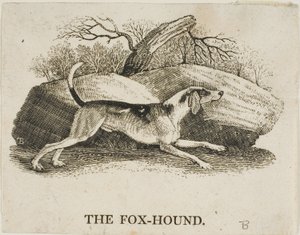 revehund av Thomas Bewick