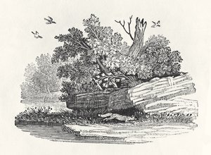 Fox escaping, fra 