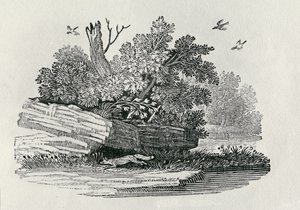 Fox escaping, fra 
