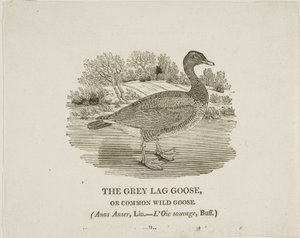  av Thomas Bewick