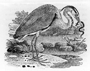 Heron, illustrasjon fra 