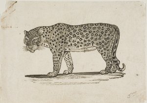 Leopard av Thomas Bewick