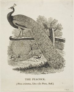  av Thomas Bewick