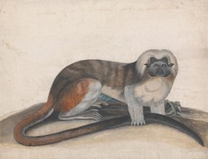 Studie for "The Pinche or Red Tailed Monkey" (tidligere Cottenhead Marmoset) av Thomas Bewick