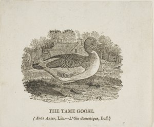  av Thomas Bewick