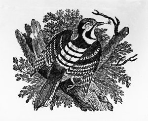 The Barred Woodpecker, illustrasjon fra 