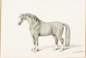 Den svarte hesten (blekk på papir) av Thomas Bewick