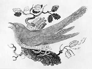 The Cuckoo (Cuculus canorus) fra 