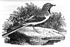 The Grey Wagtail, illustrasjon fra 