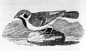 The Mountain Sparrow, illustrasjon fra 