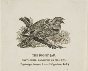 av Thomas Bewick