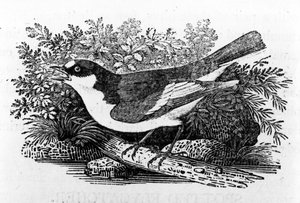 The Pied Flycatcher, illustrasjon fra 