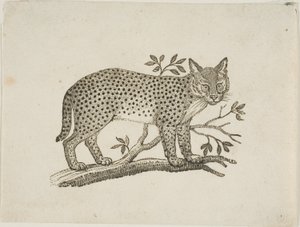Servalen av Thomas Bewick