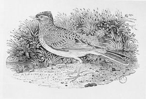 Skylarken (Alauda arvensis) fra 'History of British Birds' bind I, pub. 1797 (tregravering) av Thomas Bewick