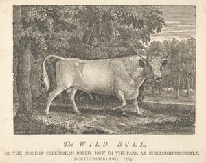 The Wild Bull, av den gamle kaledonske rasen, nå i parken, i Chillingham-Castle, Northumberland.