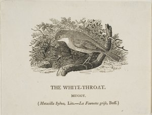 Hvit hals (fugl) av Thomas Bewick