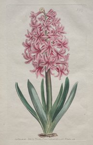 Det botaniske magasinet eller blomsterhagen vist: Hagehyacint av Thomas Curtis