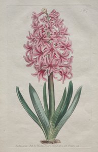 The Botanical Magazine eller Flower Garden vist: Garden Hyacinth, 1806. av Thomas Curtis