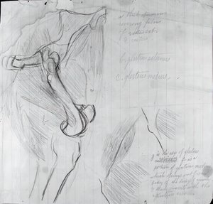 Anatomisk tegning, ca. 1878. av Thomas Eakins