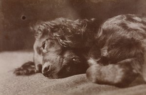 Boyce, portrett av en setterhund av Thomas Eakins