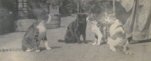 Fire katter, ca. 1895. av Thomas Eakins